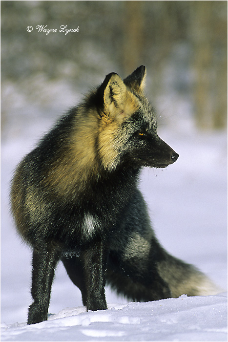 Cross Fox 118 by Dr. Wayne Lynch &copy;